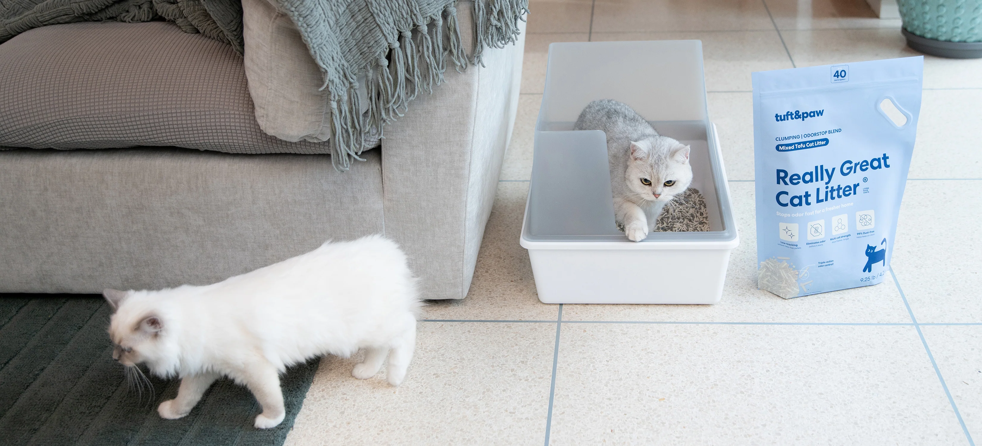Modern Comfort for Every Cat
